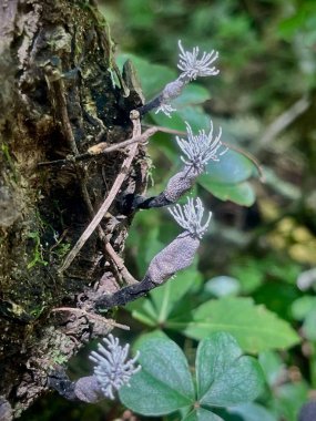 Fungal colony that looks like it has hair on its head  clipart