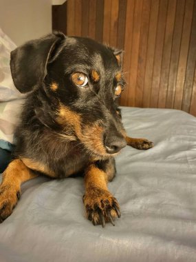 Siyah köpek kahverengi gözlü ve tel kürklü. Sahibinin yatağında yatıyor. Sevgi ve hayranlık dolu bir bakışla. 