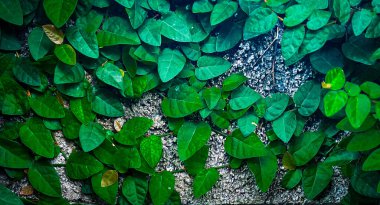 Sarmaşık Sarmaşığı Güzelce Büyüyen Beton Duvar