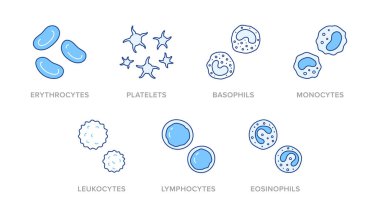 Blood cells doodle illustration including icons - erythrocyte, platelet, basophil, monocyte, leukocyte, lymphocyte, eosinophil. Thin line art about hematology. Blue Color, Editable Stroke. clipart