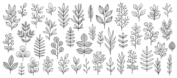 Bitki Brunchları Farklı Ağaç Yaprakları Dahil Olmak Üzere Karalama Çizimleri — Stok Vektör