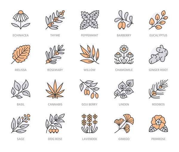 Medische Kruiden Plat Lijn Pictogrammen Geneeskrachtige Planten Echinacea Melissa Eucalyptus — Stockvector