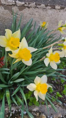 Çiçeklerin ilk çiçeklerinden oluşan güzel bir çiçek bahçesi. Nergisler en güzel çiçeklerdir.
