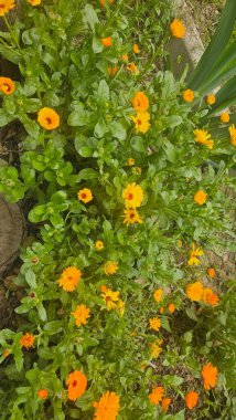 Sarı çiçekler. Meşe ağaçları. Doğanın mucizesi. Turuncu mutluluk.