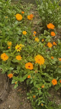 Sarı çiçekler. Meşe ağaçları. Doğanın mucizesi. Turuncu mutluluk.