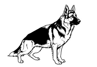 Alman çoban köpeği siyah-beyaz tırmanıyor. Zekası, sadakati ve çalışma kabiliyeti ile tanınan bir Alman çoban köpeğinin güçlü ve zarif siyah beyaz çizgisi..