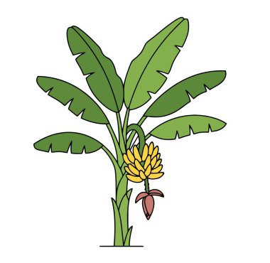 Banana plant clipart. A banana plant with large green leaves, a bunch of yellow bananas, and a hanging banana flower. clipart