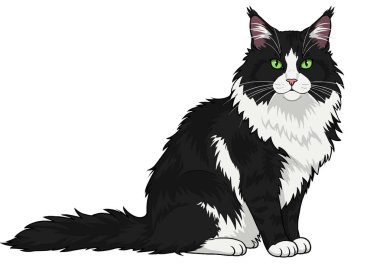 Maine Rakun Keki Sanatı. Siyah-beyaz, yeşil gözlü Rakun Kedi. Çizim tasarımı.