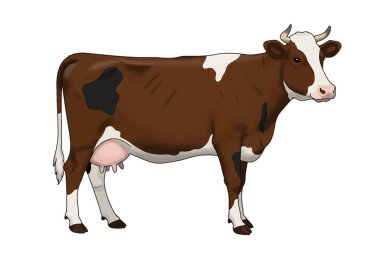 Gerçekçi İnek Clipart. Memeleri ve boynuzları olan kahverengi ve beyaz inek. Çizim tasarımı.