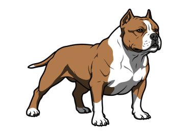 Amerikan zorba klipsi sanatı. Bu görüntü güçlü ve kendinden emin duruşu olan kaslı bir Amerikan Bully köpeğini gösteriyor. Çizim tasarımı.