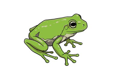 Yeşil Ağaç Kurbağası Clipart. Detaylı özellikleri ve canlı renkleri olan yeşil bir ağaç kurbağası. Çizim tasarımı.
