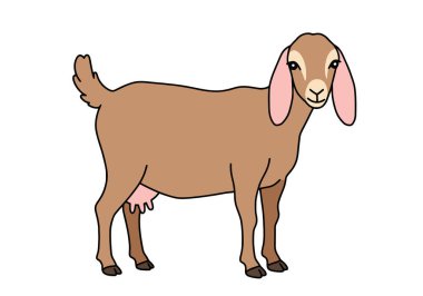 Dişi Keçi Clipart. Bu resim pembe memeleri ve uzun kulakları olan kahverengi bir dişi keçiyi gösteriyor. Çizim tasarımı.