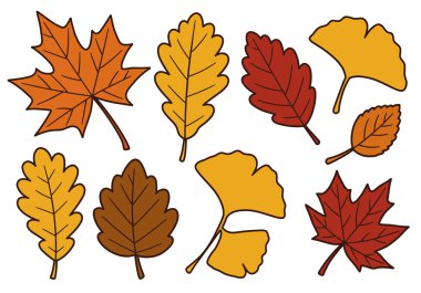 Sonbahar Clipart 'ı terk eder. Farklı şekil ve renklerde çeşitli sonbahar yaprakları. Çizim tasarımı.