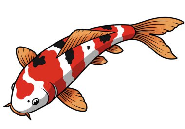 Clip art koi. Bu resim kırmızı, beyaz, siyah desenli ve turuncu yüzgeçli renkli bir koi balığını gösteriyor. Çizim tasarımı.