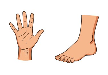 El ve Ayak Clipart. Bu resim, bir el ve bir ayağın karikatür tarzı bir illüstrasyonunu gösteriyor. Çizim tasarımı.