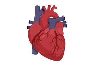 Gerçek kalbe tırman. Bu resim insan kalbinin yapısını ve işlevini vurgulayan detaylı bir anatomik illüstrasyonunu gösteriyor. Çizim tasarımı.