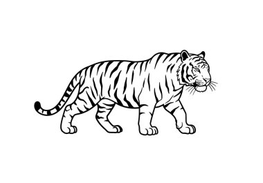 Tiger Clipart ana hatları. Bu görüntü belirgin çizgileri ve gerçekçi duruşu olan bir kaplanın ayrıntılı siyah beyaz çizgilerini gösteriyor. Çizim tasarımı.