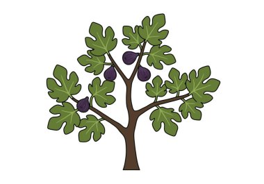 İncir ağacı. Bu resim yeşil yapraklı ve mor incirli bir incir ağacını gösteriyor. Çizim tasarımı.