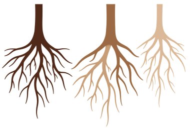 Clipart kökleri. Kahverenginin değişik tonlarında üç ağaç kökü. Çizim tasarımı.