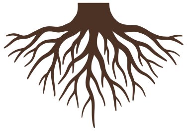 Ağaç kökü. Bu resim ağaç köklerinin merkezi bir gövdeden yayıldığını gösteriyor. Çizim tasarımı.