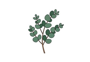 Okaliptüs ağacı. Bu resim yeşil, yuvarlak yapraklı okaliptüs dalının basit, stilize bir illüstrasyonunu gösteriyor. Çizim tasarımı.