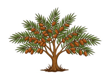 Randevu ağacı klibi. Ve hurma ağacının tomurcuğundan da yere sarkmış salkımlar. Çizim tasarımı.