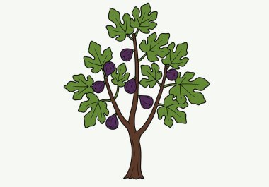 İncir ağacı parçası. Yeşil yaprakları ve mor incirleri olan bir incir ağacı. Çizim tasarımı.
