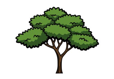 Akasya ağacı. Yeşil yapraklar ve kahverengi gövde. Çizim tasarımı.