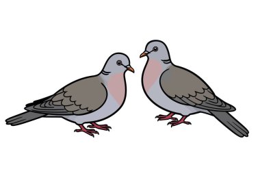 2 güvercin yavrusu. İki güvercin karşı karşıya. Çizim tasarımı.