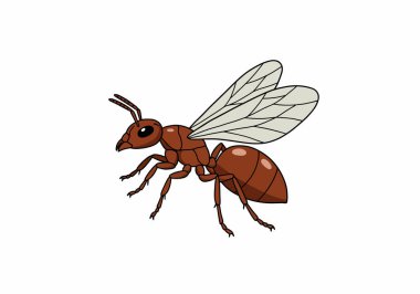 Kraliçe Karınca Clipart. Kanatları ve detaylı vücut parçaları olan kahverengi bir kraliçe karınca. Çizim tasarımı.