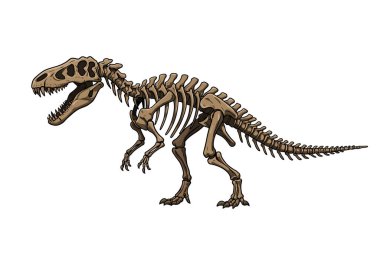 Dinozor iskeleti. Bu resim, belirgin kafatası ve uzun kuyruğu olan detaylı bir dinozor iskeletini gösteriyor. Çizim tasarımı.