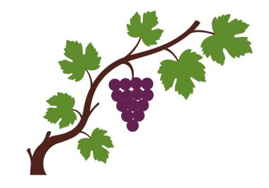 Şarap sarmaşığı sanatı. Bu resim yeşil yapraklı bir asma ve mor üzüm kümesini gösteriyor. Çizim tasarımı.