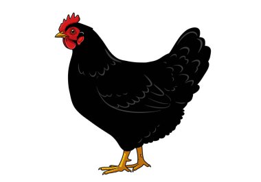Kara tavuk klipsi. Bu resim kırmızı taraklı, boynuzlu, sarı gagalı, bacaklı ve tüylü siyah bir tavuğu gösteriyor. Çizim tasarımı.
