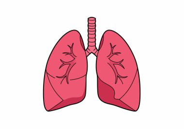 Sağlıklı akciğerler tırmanıyor. Bu görüntü, solunum sağlığını vurgulayan bronşlu ve soluk borulu bir çift sağlıklı akciğeri gösteriyor. Çizim tasarımı.