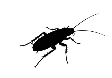 Hamamböceği silueti. Bu resim bir hamamböceğinin siyah siluetini gösteriyor. Detaylı antenleri, bacakları ve segmentli vücudu var. Yaygın bir haşere böceğini simgeliyor. Clipart illüstrasyon tasarımı.