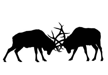Boğa geyiği ile siluet dövüşü. Bu resim, siyah bir siluet tarzında tasvir edilmiş büyük boynuzlu iki boğa geyiğini gösteriyor. Clipart illüstrasyon tasarımı.