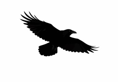Uçan karga silueti. Bu görüntü uçan siyah bir karga gösteriyor. Kanatları geniş ve bir siluet olarak tasvir edilmiş. Clipart illüstrasyon tasarımı.