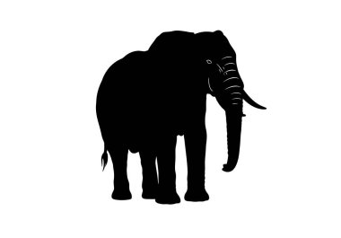 Afrika fili silueti. Bu görüntü, vahşi yaşamı ve doğayı temsil eden dişleri ve hortumu olan bir Afrika filinin siyah siluetini gösteriyor. Clipart illüstrasyon tasarımı.