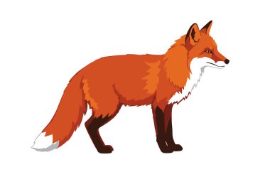 Kızıl tilki silueti. Bu görüntü, parlak ve çevik profilini vurgulayan Vulpes vulpes olarak da bilinen kırmızı tilkinin siyah siluetini gösteriyor. Clipart illüstrasyon tasarımı.
