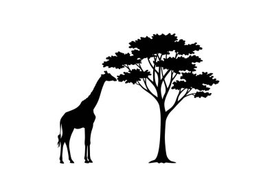 Zürafa ve ağaç silueti. Bu resim bir ağacın yanında duran zürafayı gösteriyor, muhtemelen bir akasya, ve zürafa yaprakları yemek için uzanıyor. Clipart illüstrasyon tasarımı.