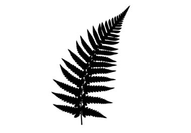 Eğrelti otu yaprağı silueti. Bu resim eğreltiotu yaprağının siyah siluetini gösteriyor, ayrıca yapraklar olarak da bilinir, ayrıntılı ve karmaşık desenlerle. Clipart illüstrasyon tasarımı.