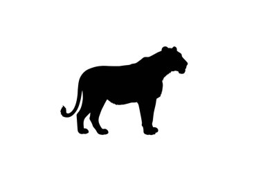 Dişi aslan silueti. Bu görüntü, dişi bir aslanın siluetini gösteriyor. Dişi aslan olarak da bilinir. Ayrıntılı bir hatla ayakta duran bir pozisyonda tasvir edilmiştir. Clipart illüstrasyon tasarımı.