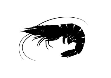 Karides silueti. Bu resim karides ya da kabuklu karides olarak da bilinen bir karidesin betimlemesini gösteriyor. Anatomisini ve deniz özelliklerini vurguluyor. Clipart siyah illüstrasyon tasarımı.