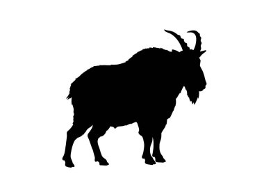 Dağ keçisi silueti. Bu görüntü, belirgin boynuzları ve engebeli bir hatla bir dağ keçisinin koyu siyah siluetini gösteriyor. Clipart siyah illüstrasyon tasarımı.