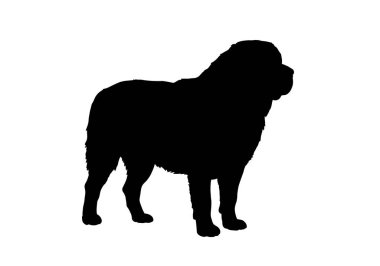 Bernese silueti. Bu resim Bernese Dağ Köpeği 'nin siluetini, sağlam kalın çizgileri olan ayakta duran bir profille vurgular. Clipart siyah illüstrasyon tasarımı.