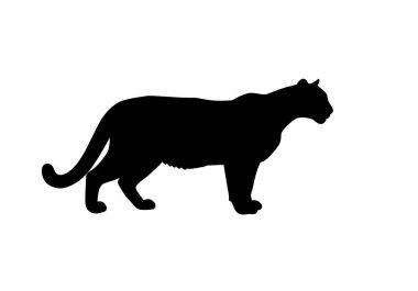 Puma silueti. Bu resim bir puma, dağ aslanı ya da panter olarak da bilinen siyah bir puma siluetini göstermektedir. Clipart illüstrasyon tasarımı.
