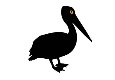 Pelikan silueti. Uzun gagası ve perdeli ayakları olan, suya yakın tünemiş siyah bir pelikan silueti. Clipart siyah illüstrasyon tasarımı.