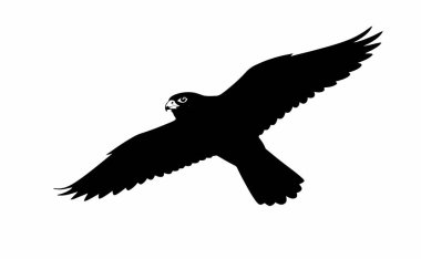 Peregrine Falcon silueti. Bu görüntü gökdoğan 'ın uçtuğunu gösteriyor. Kanatları geniş, güçlü ve çevik doğasını sergiliyor. Clipart siyah illüstrasyon tasarımı.