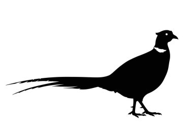 Sülün silueti. Uzun kuyruk tüyleri ve boyunda ve kafasında belirgin beyaz işaretler olan siyah sülün. Clipart siyah illüstrasyon tasarımı.