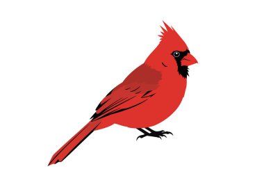 Kırmızı kardinal silueti. Bu görüntü, kendine özgü armasını ve parlak vücut şeklini sergileyen kırmızı bir kardinal kuşun siyah siluetini gösteriyor. Clipart siyah illüstrasyon tasarımı.